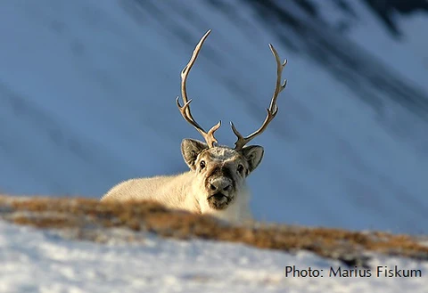 Rentiere schrumpfen auf Svalbard