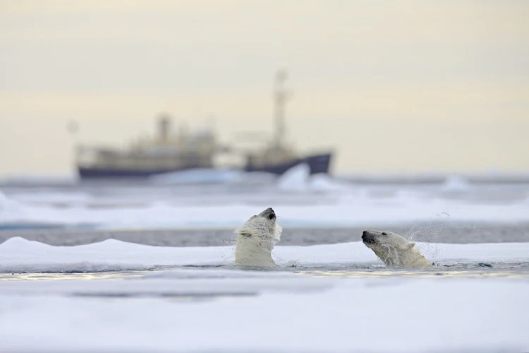 Svalbard: Das ultimative arktische Reiseziel
